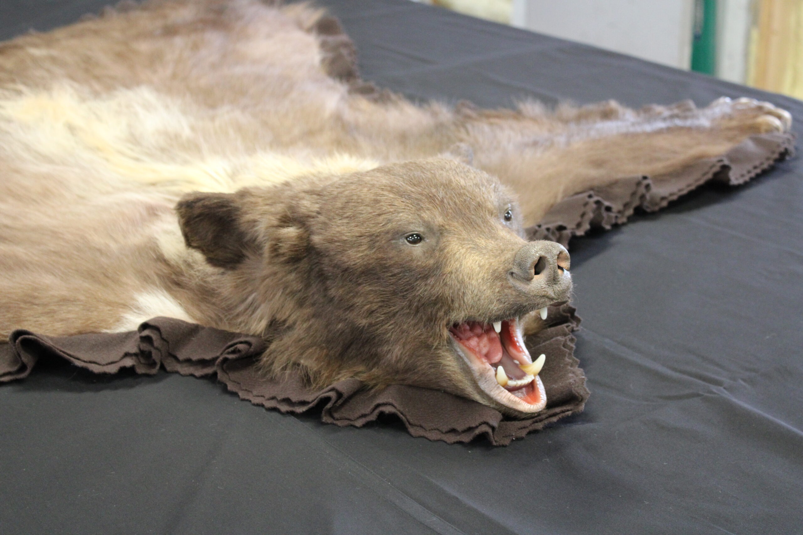 Bear Rug with standard cast lip open mouth