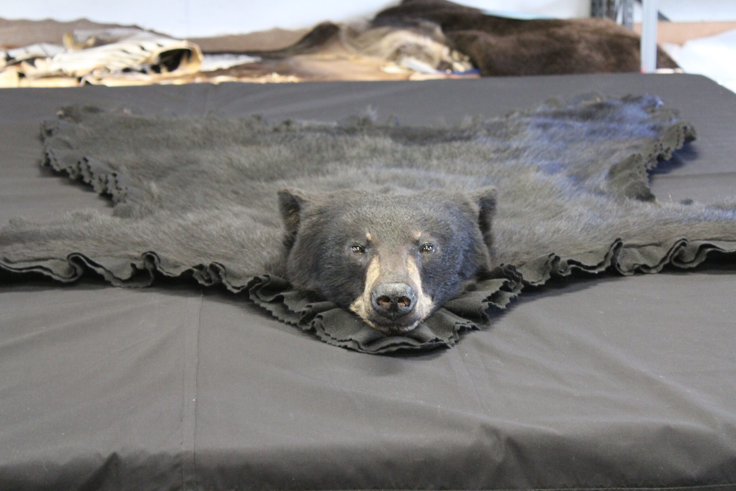 Closed mouth black bear rug