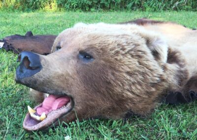 open mouth grizzly bear