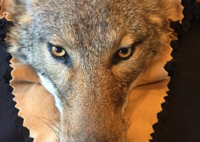 Coyote Closed Mouth Rug