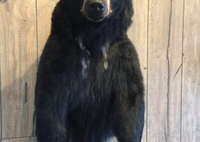 Black Bear Wholesale Taxidermy Service