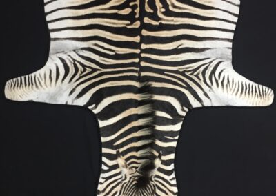 zebra rug black suede leather edge