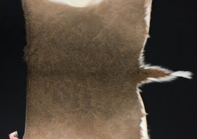 Whitetail Rug from Rug-Be Bears Wholesale Rugging