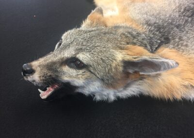 Open mouth fox rug