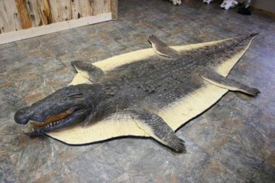 Alligator rug